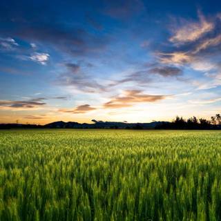 Working farm wallpaper