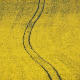 Meriç Aral wallpaper