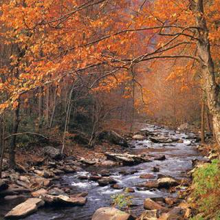 Thanksgiving and fall wallpaper