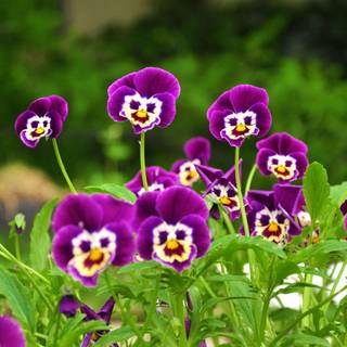 Parts of flower wallpaper