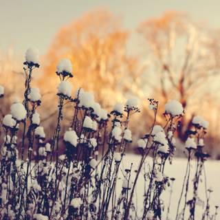 Winter aesthetic vintage wallpaper