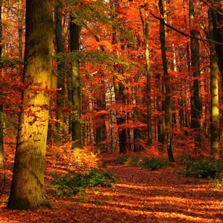 Autumn forest HD wallpaper