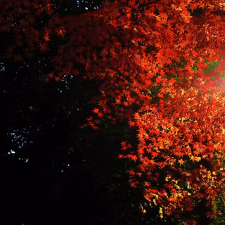 Autumn maple wallpaper