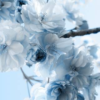 Winter flowers aesthetic wallpaper