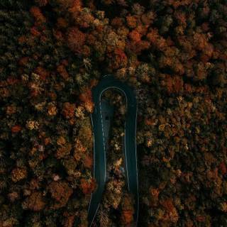 Aesthetic camouflage wallpaper