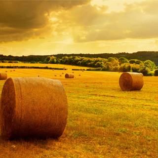 Grass autumn wallpaper