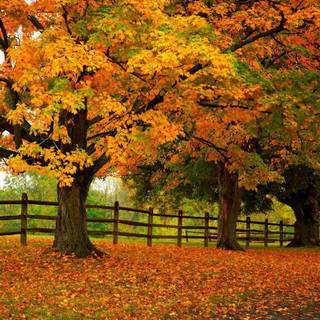 Tree leaves foliage autumn Ultra HD wallpaper