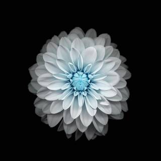 Blue flowers Ultra HD wallpaper