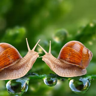 Snail macro Ultra HD wallpaper