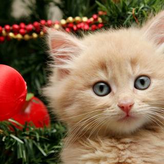 Puppy and kitten Christmas wallpaper