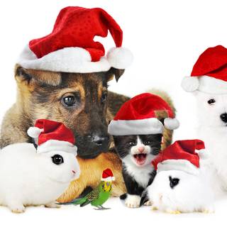 Puppy and kitten Christmas wallpaper