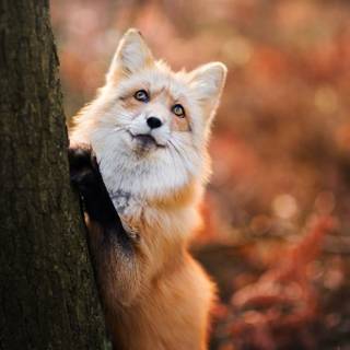 Foxes autumn wallpaper