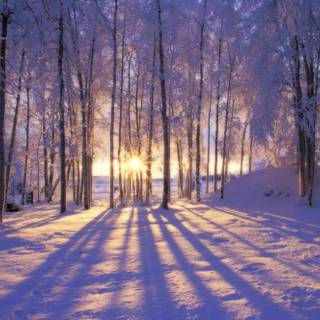 Winter silence wallpaper