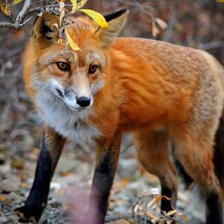 Foxes autumn wallpaper