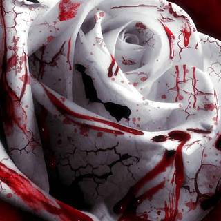 Bloody rose wallpaper