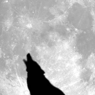 Wolf shadow wallpaper