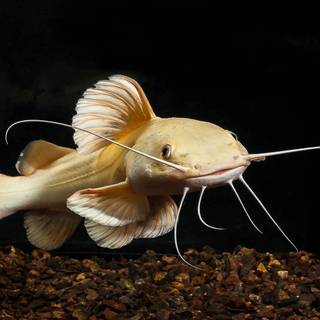 Redtail catfish wallpaper