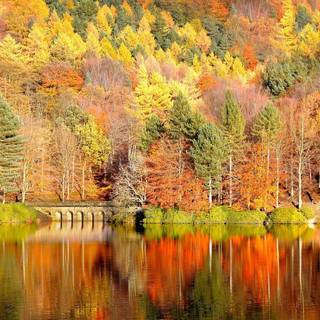 Reflections of autumn wallpaper
