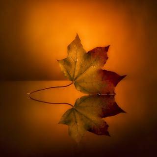 Reflections of autumn wallpaper