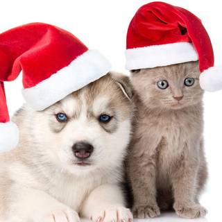 Husky puppy Christmas wallpaper