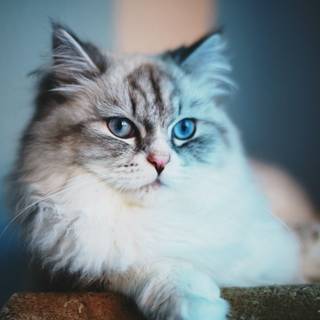 Meow, The Cat Pet wallpaper