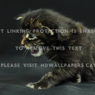 Meow, The Cat Pet wallpaper