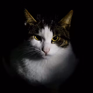 Meow, The Cat Pet wallpaper