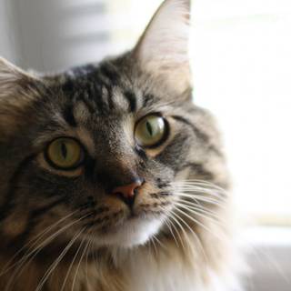 Meow, The Cat Pet wallpaper