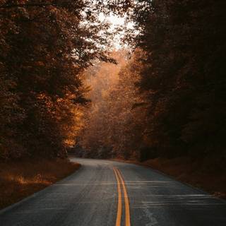Avenue in autumn wallpaper