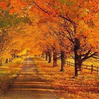Avenue in autumn wallpaper