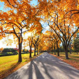 Avenue in autumn wallpaper