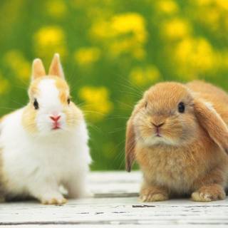 Benny rabbit wallpaper