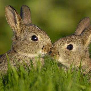 Benny rabbit wallpaper