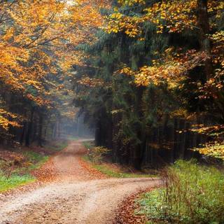 Autumn mud wallpaper