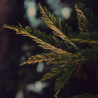 Winter black wallpaper