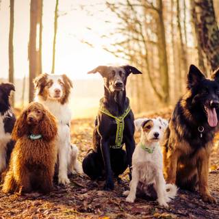 Jack Russell dog autumn wallpaper