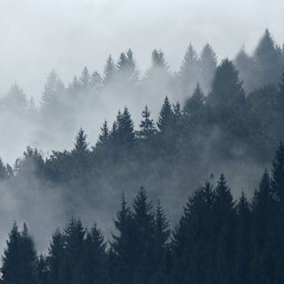 Fog forest mountain photography wallpaper