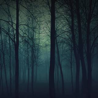 Fog forest mountain photography wallpaper