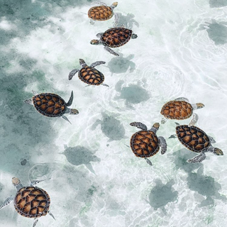 Aesthetic turtles wallpaper