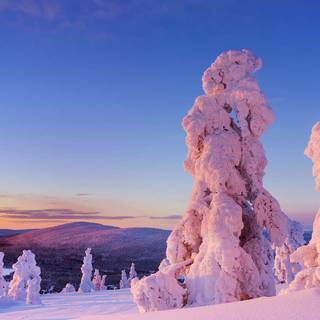 Winter Lapland wallpaper
