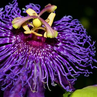 Passion HD desktop wallpaper