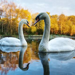 Autumn swans wallpaper