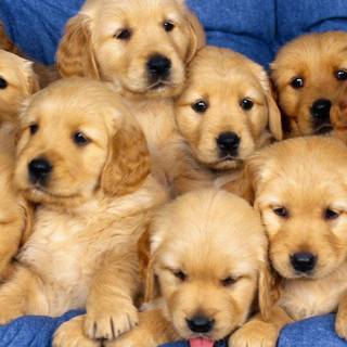 Baby doggies wallpaper