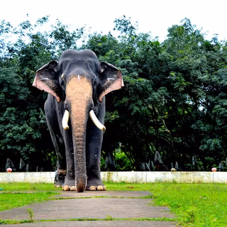 Pambadi Rajan wallpaper