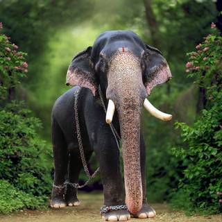 Pambadi Rajan wallpaper