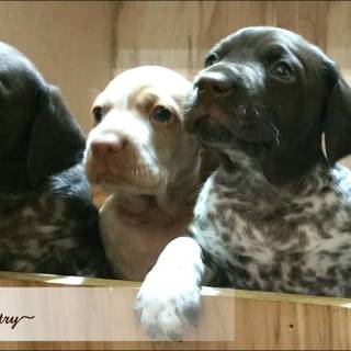German Shorthaired Pointer puppy wallpaper