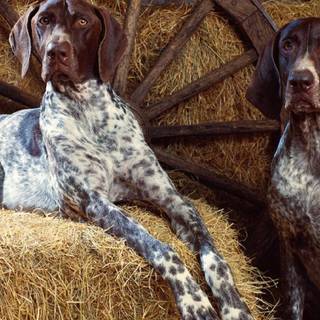 German Shorthaired Pointer puppy wallpaper