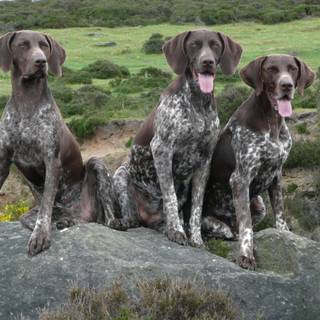 German Shorthaired Pointer puppy wallpaper