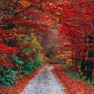 Autumn vibes wallpaper