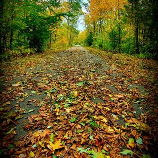 Autumn vibes wallpaper